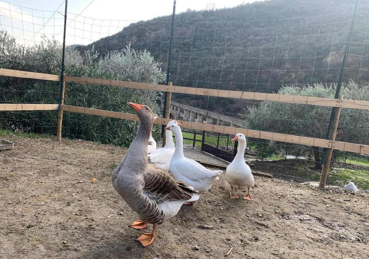 Agriturismo Peq Agri-Resort Tovo Tovo San Giacomo Buitenkant foto